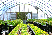 Tulmeadow Greenhouses