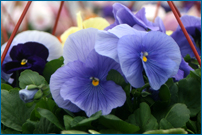 Tulmeadow Farm Store spring flowers