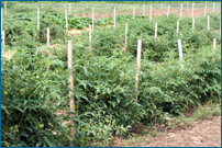 Tulmeadow field tomatoes