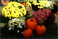 Tulmeadow Mums and Pumpkins