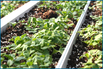 Tulmeadow Farm seedlings